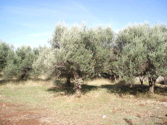 Οικόπεδο με πολύ ωραία θέα στα Λευκά Όρη