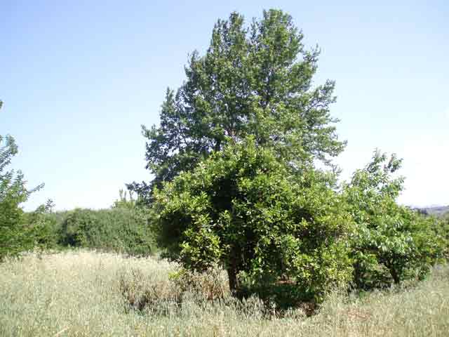 Baugrundstück am Rande des Dorfes Armeni