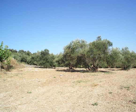 Land close to Vrysses/Sfakion