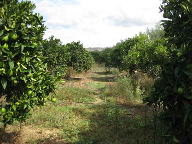 Orangenhain in Nio Horio
