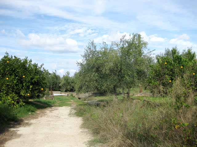 Land in Apokoronas full with fruit trees