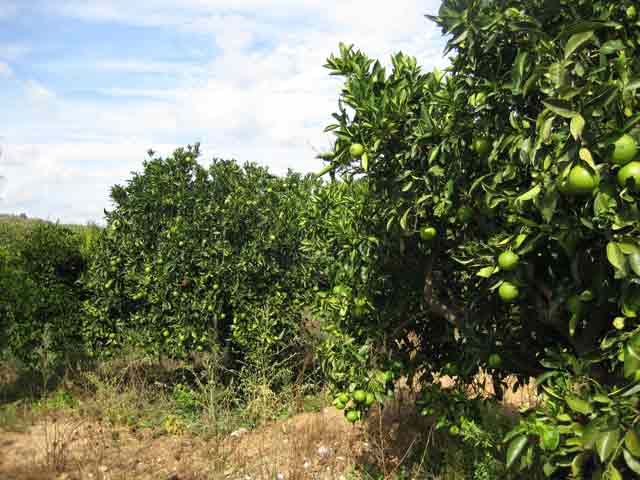 Land in Apokoronas full with fruit trees
