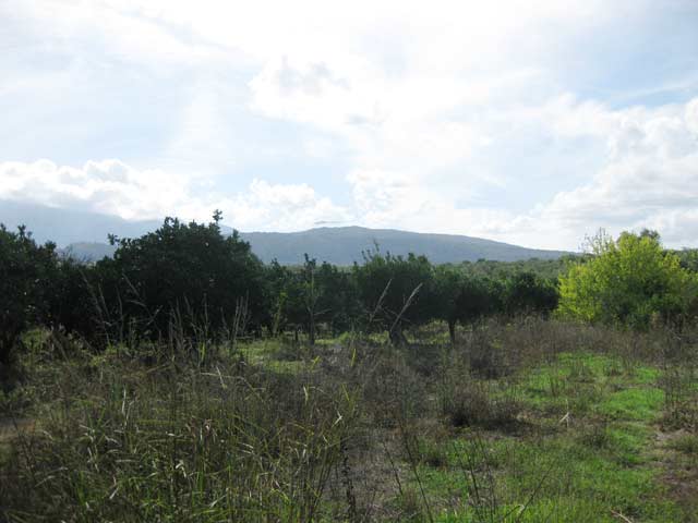 Land in Apokoronas full with fruit trees