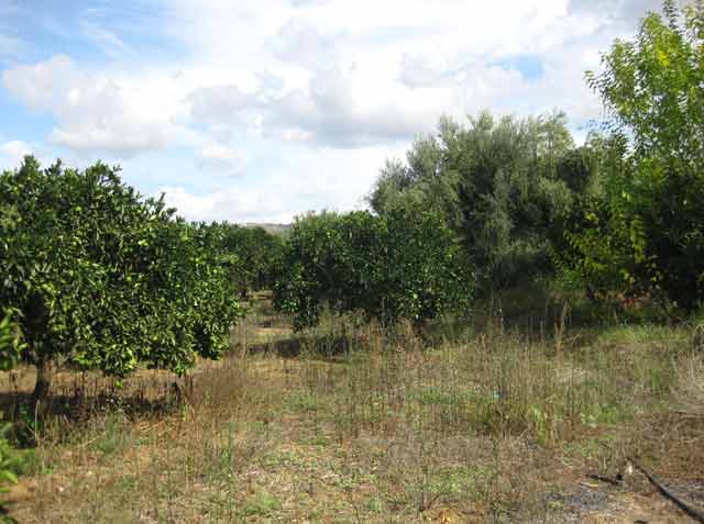Land in Apokoronas full with fruit trees