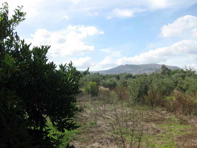 Land in Apokoronas full with fruit trees