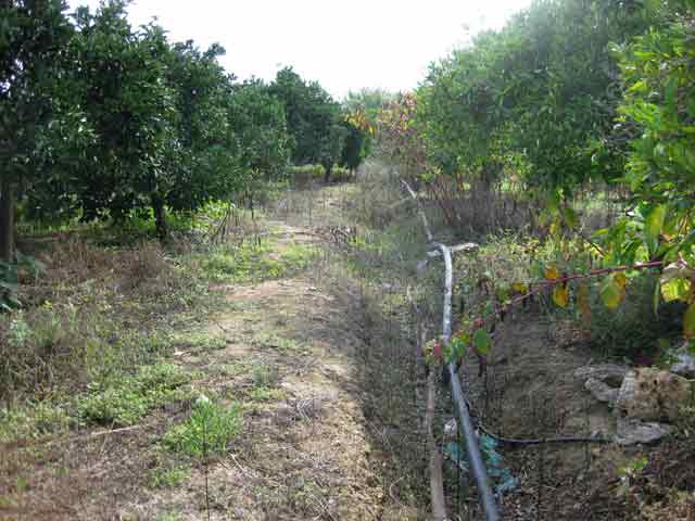 Land in Apokoronas full with fruit trees