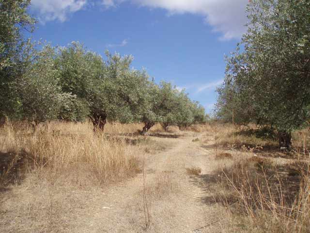 Olivenhain in der Nähe von Fres