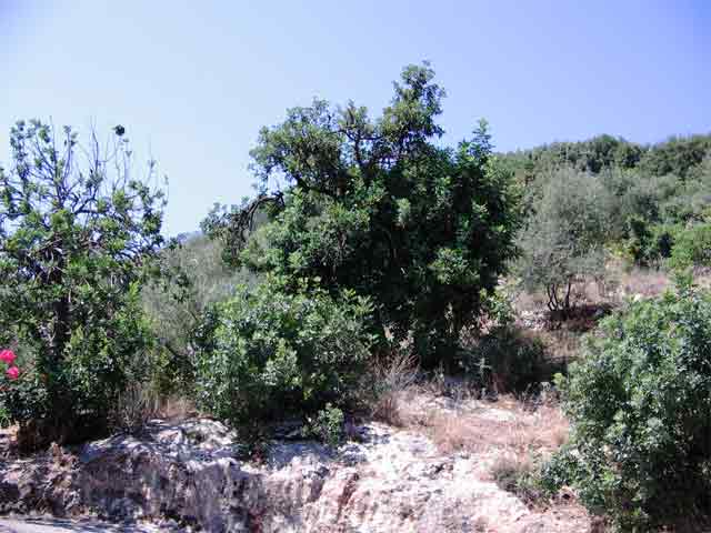 Plot in green surroundings with sea views